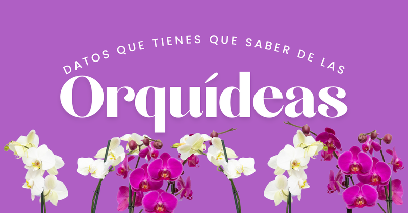 Orquídeas cuidados y datos que necesitas saber
