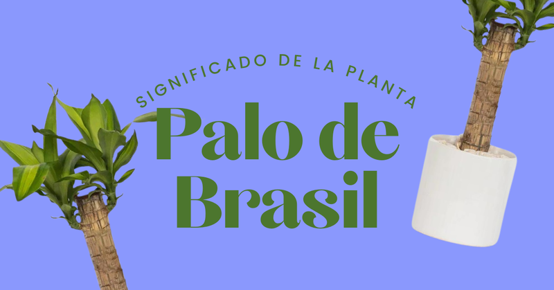 Significado de la Planta Palo de Brasil