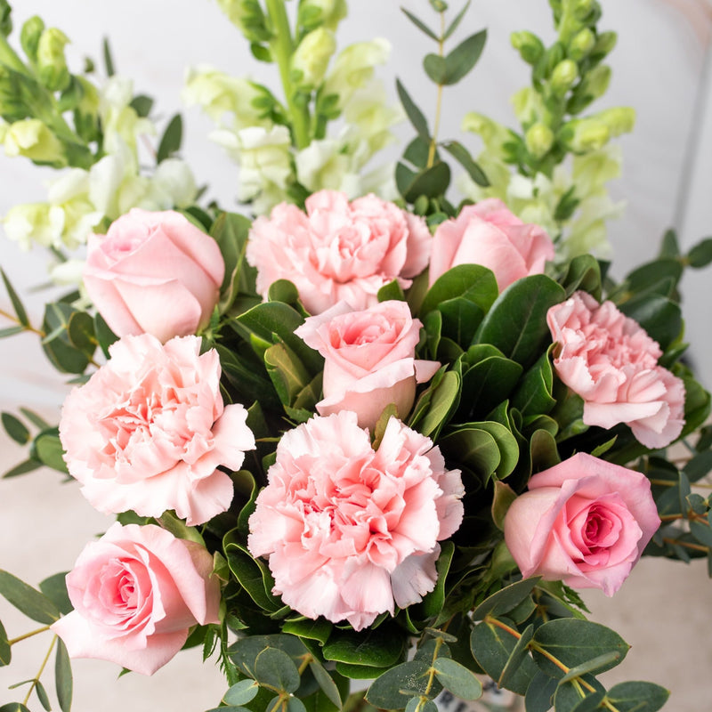 Campo Rosa - Rosa Clara, Clavel Rosa y Perrito Blanco
