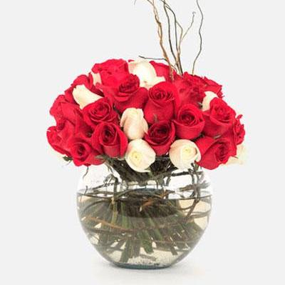 Burbujas de Amor - Rosa Roja y Blanca en Pecera