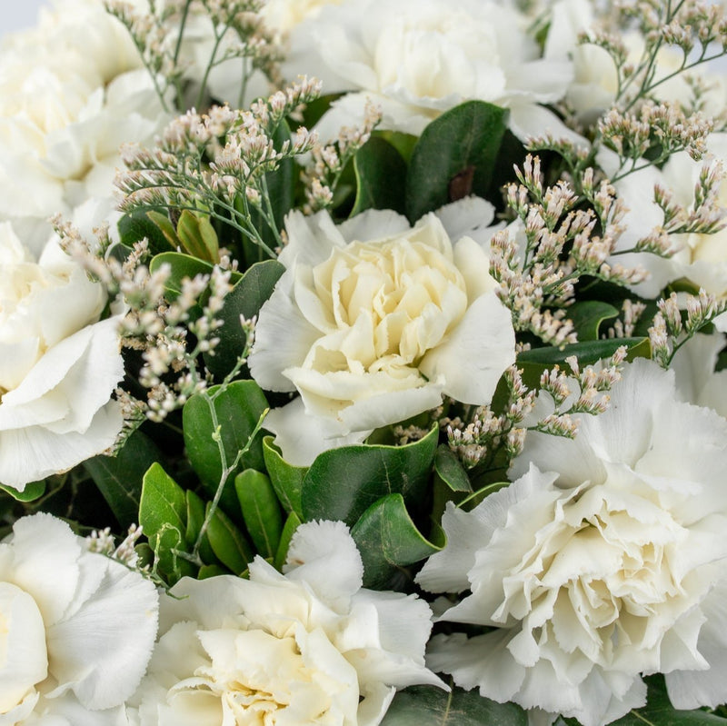 Rivera Flores - Clavel Blanco