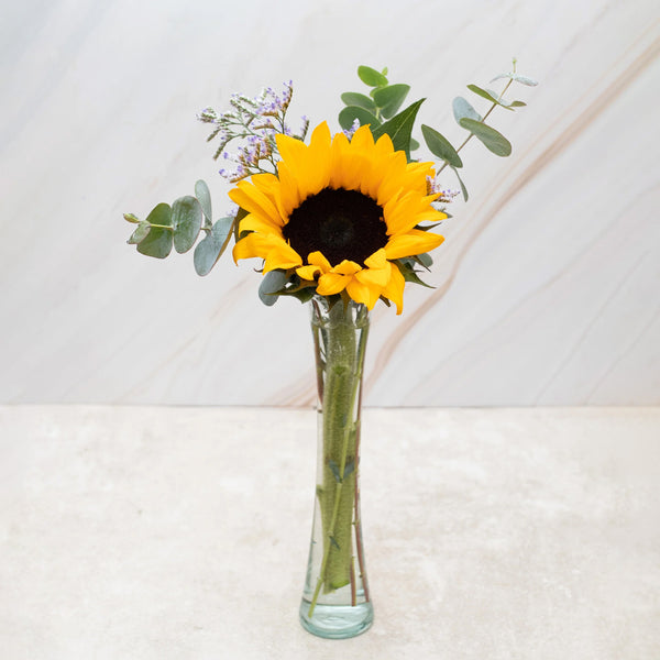 Rayito de Sol - Girasol