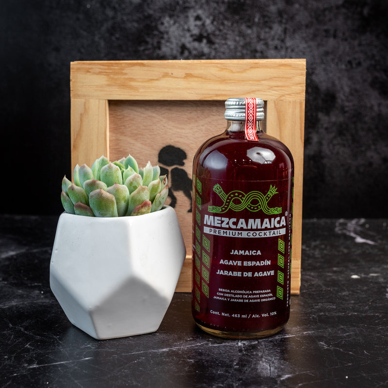 Kit Mezcamaica - Mezcal y Suculenta