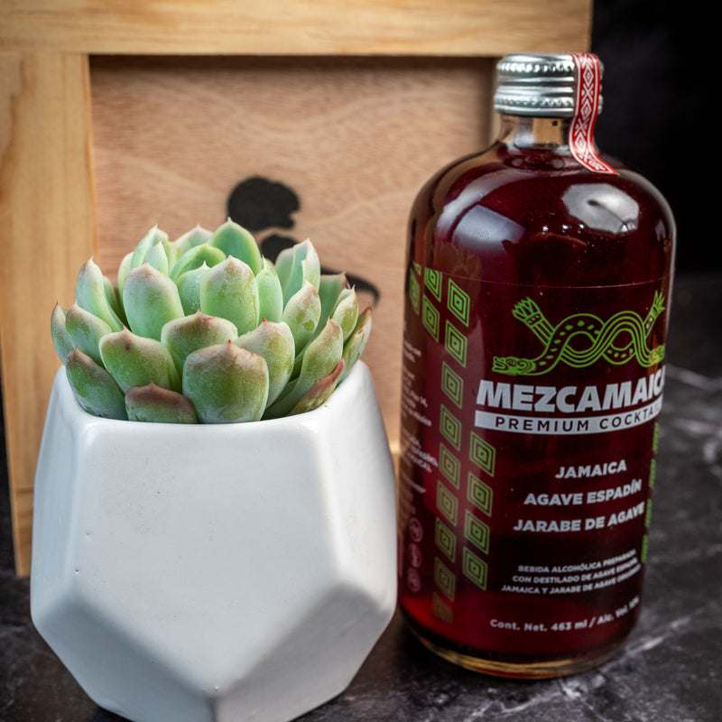 Kit Mezcamaica - Mezcal y Suculenta