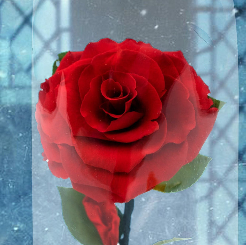 Rosa de la Bella y la Bestia - Rosa en Cristal.