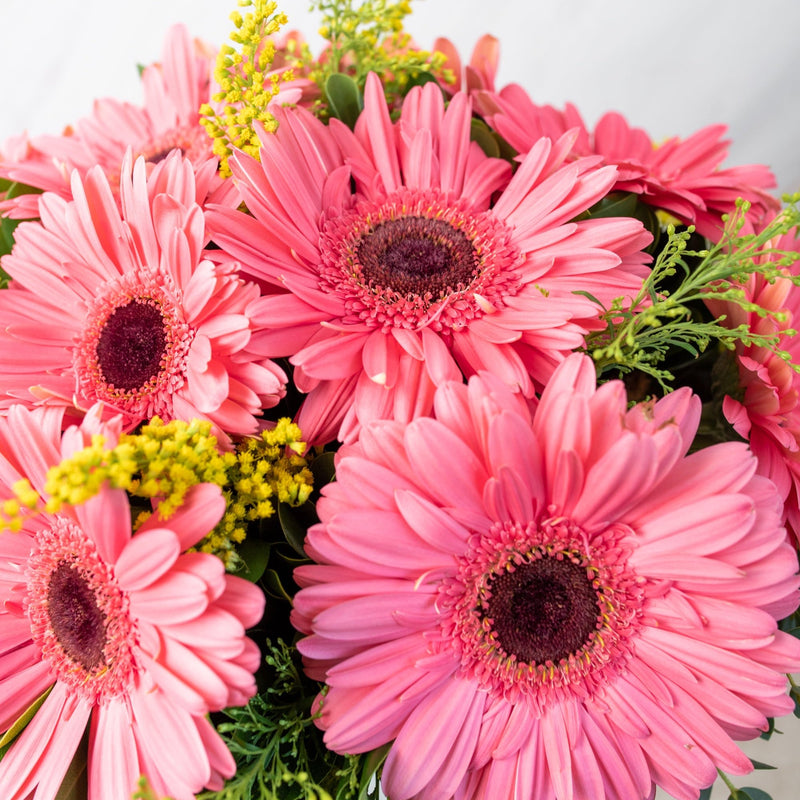 Chispitas de Gerberas - Gerbera Rosa