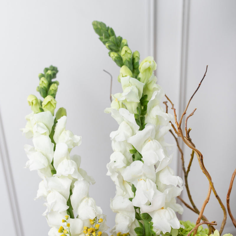 Brillante - Rosa Clarita, Hortensia y Perrito Blanco