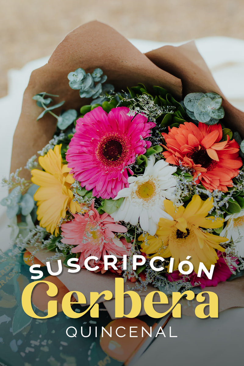 Suscripción Gerberas Quincenal