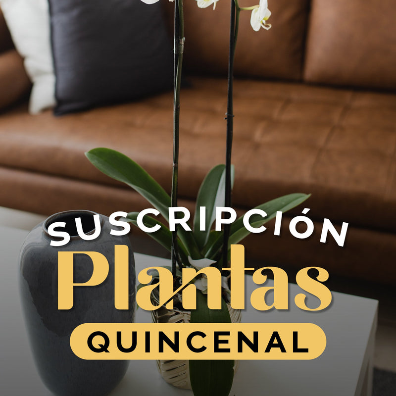 Suscripción Planta Quincenal