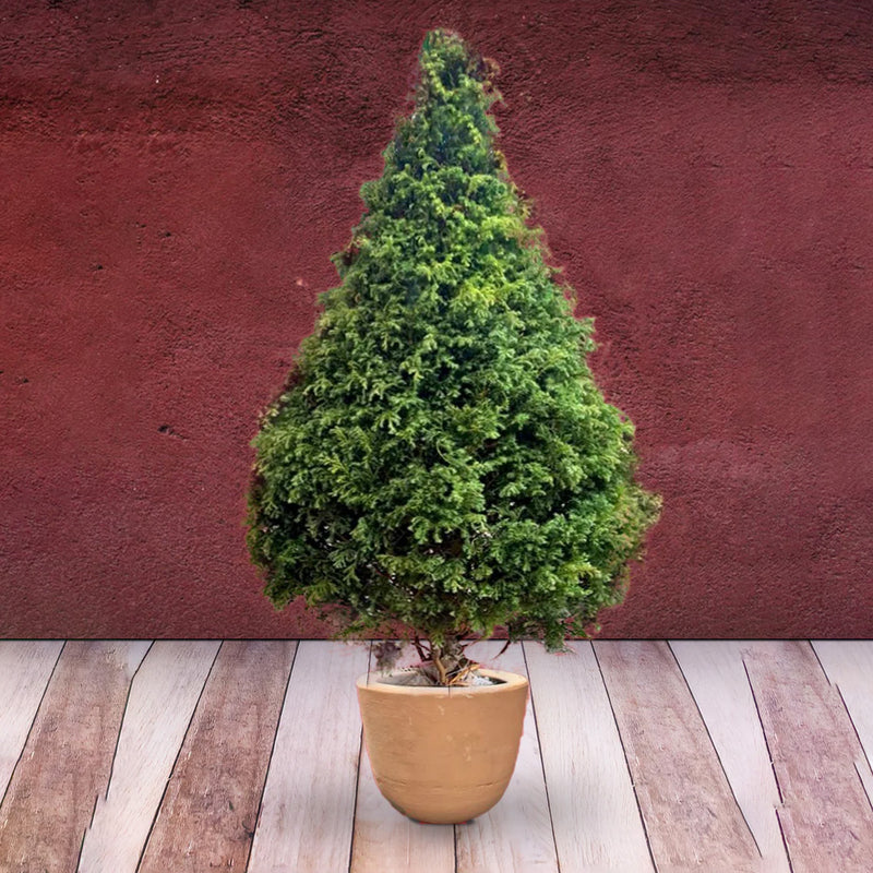 Árbol de Navidad - Ecológico