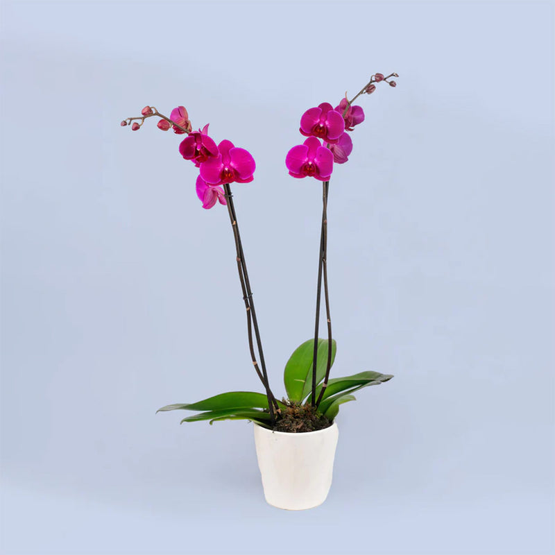 Remedios Varo Morada Planta - Orquídea Morada