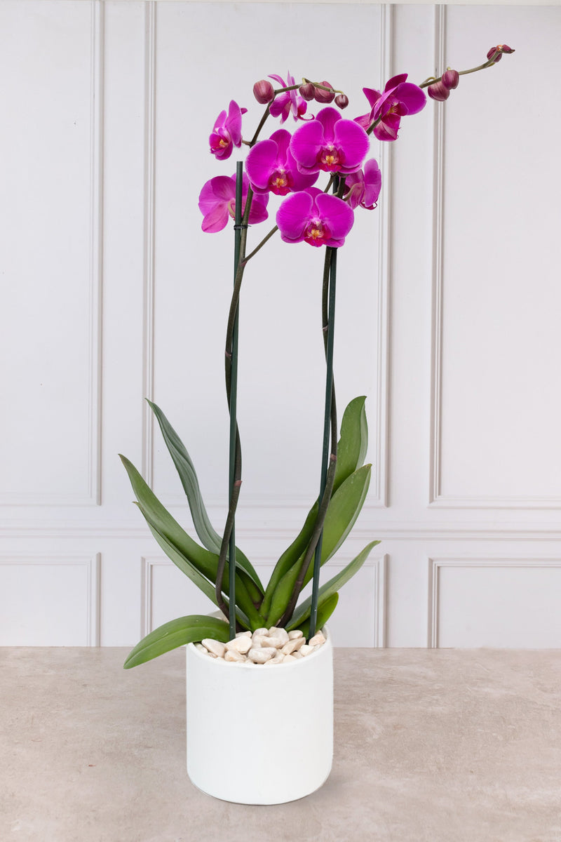 Suscripción de Orquideas