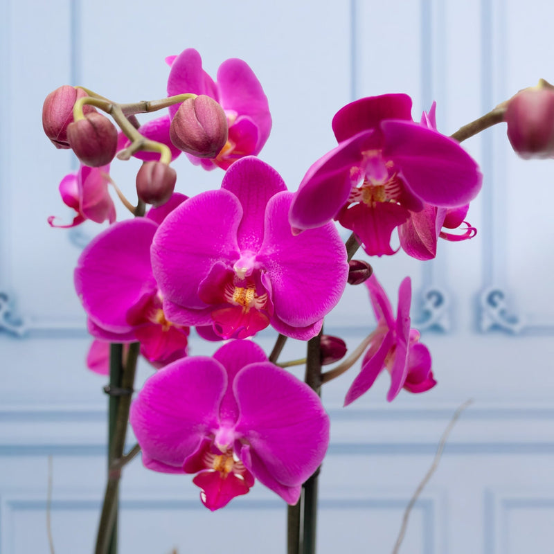 Orquídea Morada - Maceta Blanca, Varas de Curly y Esqueleto
