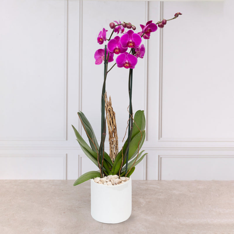 Orquídea Morada - Maceta Blanca, Varas de Curly y Esqueleto