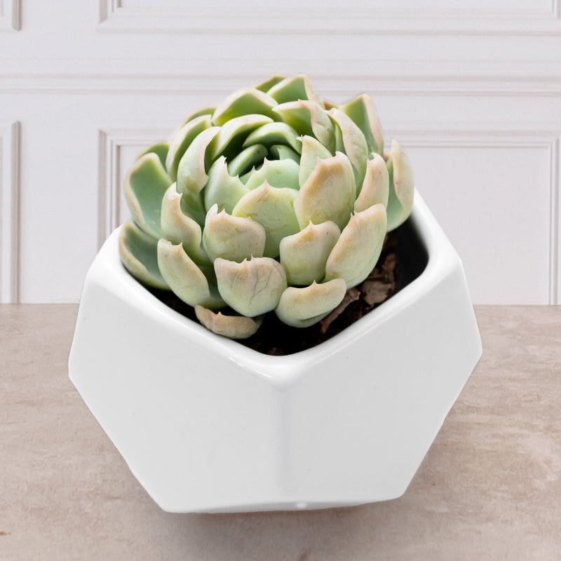 Suculenta- Florero Geometrico