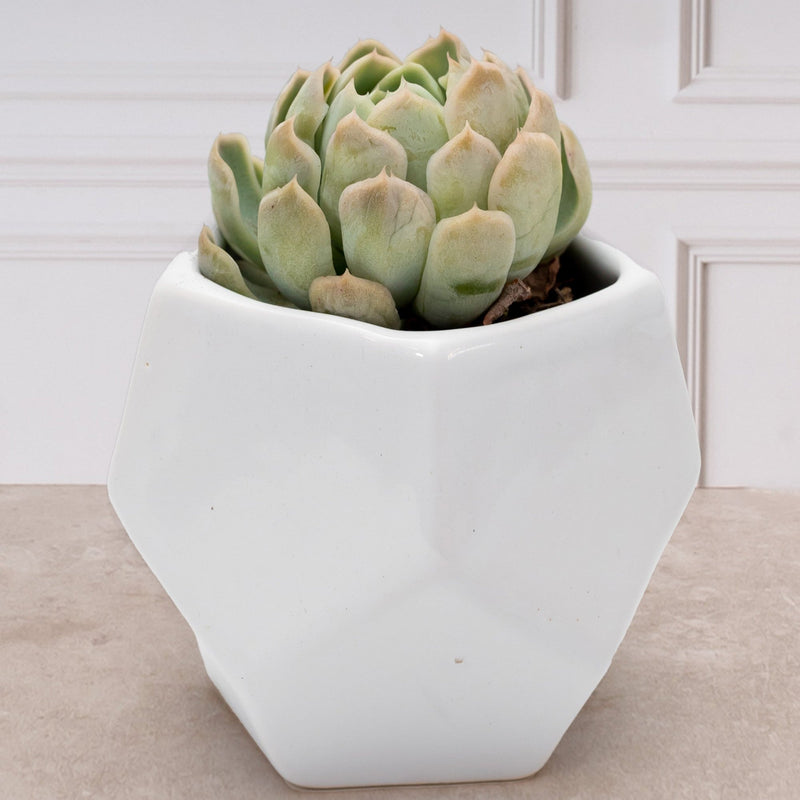 Suculenta- Florero Geometrico