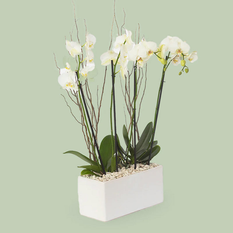 Todo Mi Cariño - Orquídea Blanca